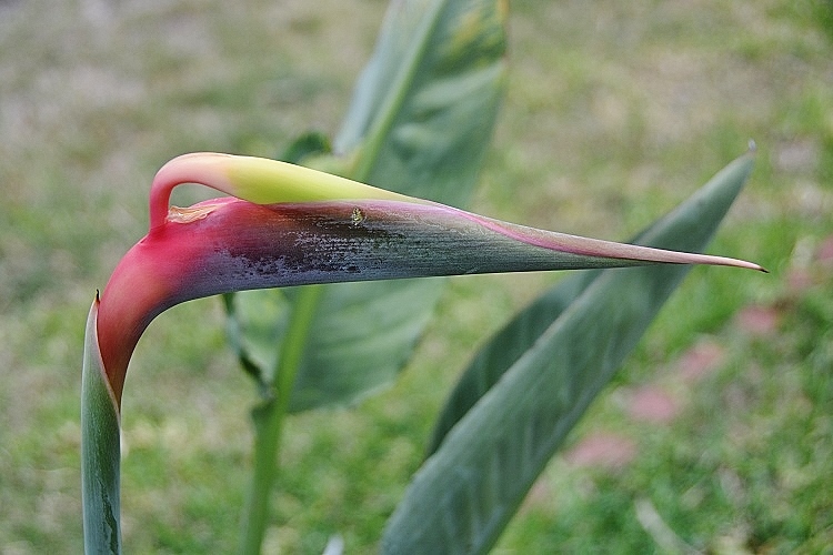 closeup bird of paradise